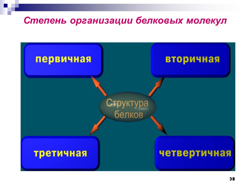 38 Степень организации белковых молекул